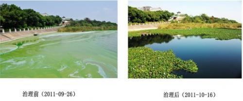 马山檀溪湾蓝藻收集点紫根水葫芦藻华水污染治理实拍对比图